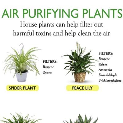 10 BEST AIR PURIFYING PLANTS