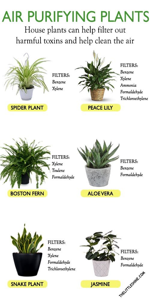 10 BEST AIR PURIFYING PLANTS - The Little Shine