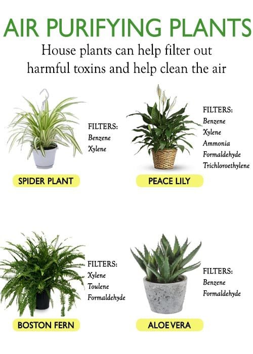 10 BEST AIR PURIFYING PLANTS