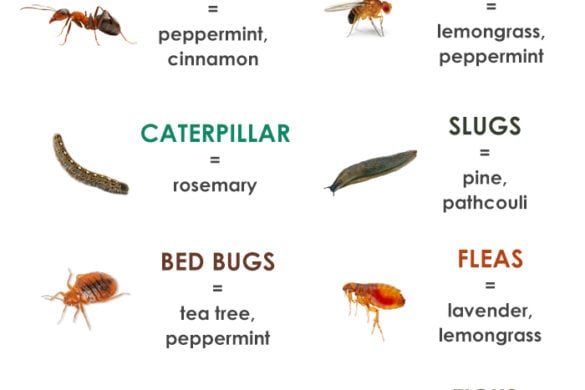 LIST OF TOP ESSENTIAL OILS TO GET RID OF BUGS