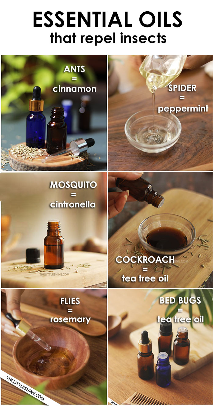 LIST OF TOP ESSENTIAL OILS TO GET RID OF BUGS - The Little Shine