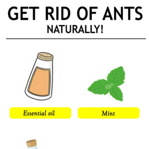 GET RID OF ANTS NATURALLY