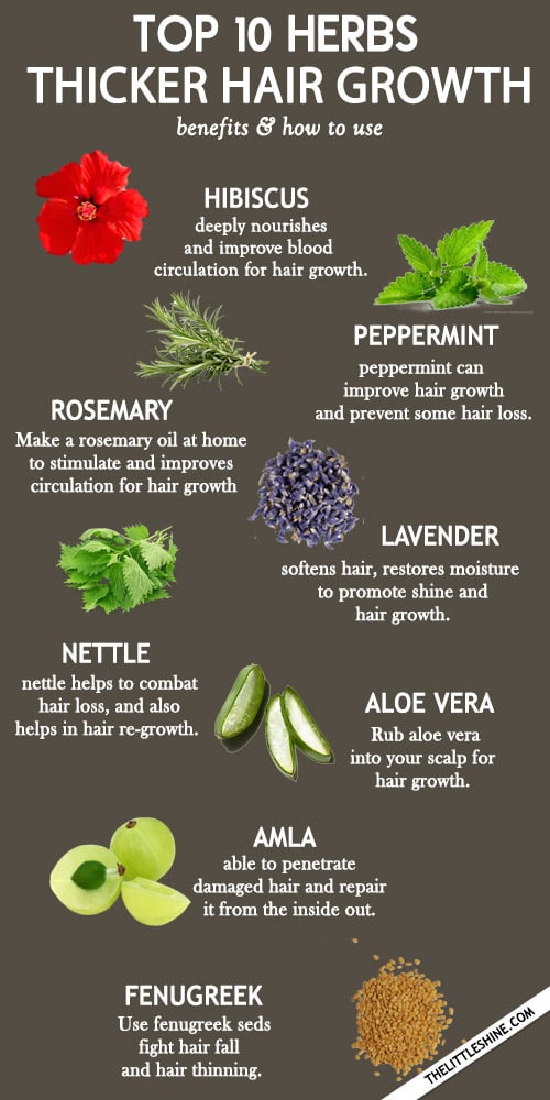 Top 10 Amazing Herbs For Faster and thicker Hair Growth - The Little Shine