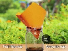 DIY natural Fruit Flies, wasps, and Mosquito Trap