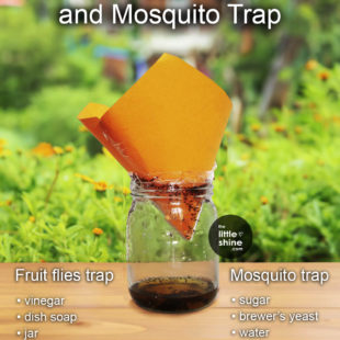 DIY natural Fruit Flies, wasps, and Mosquito Trap