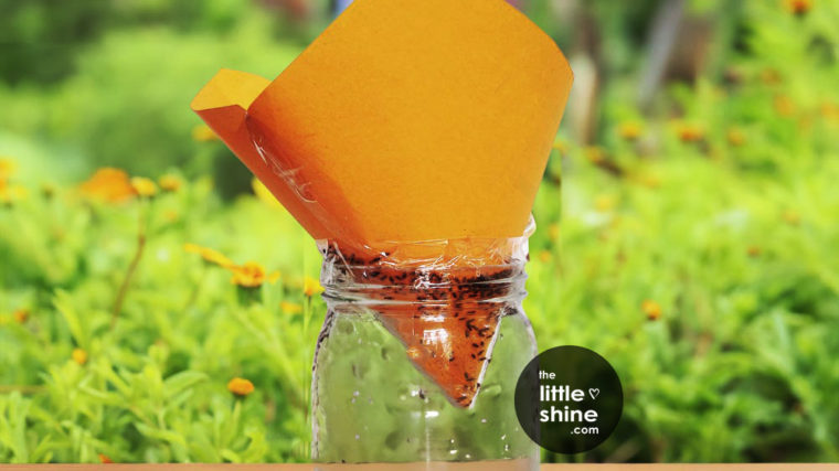 DIY natural Fruit Flies, wasps, and Mosquito Trap