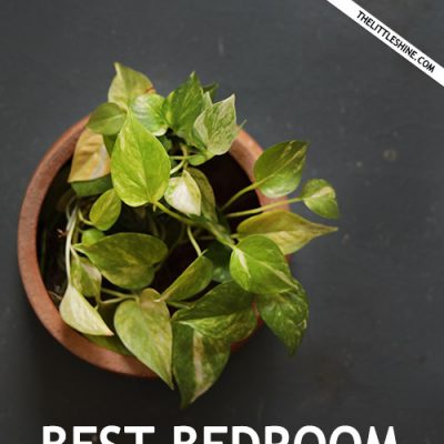 Best Bedroom Plants That Help You Sleep Better