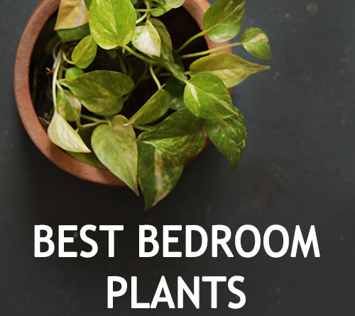 Best Bedroom Plants That Help You Sleep Better