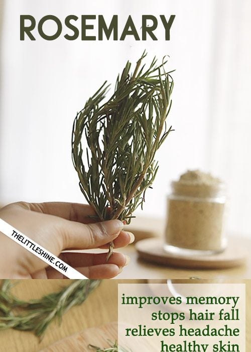 ROSEMARY - HEALTH AND BEAUTY BENEFITS AND USES