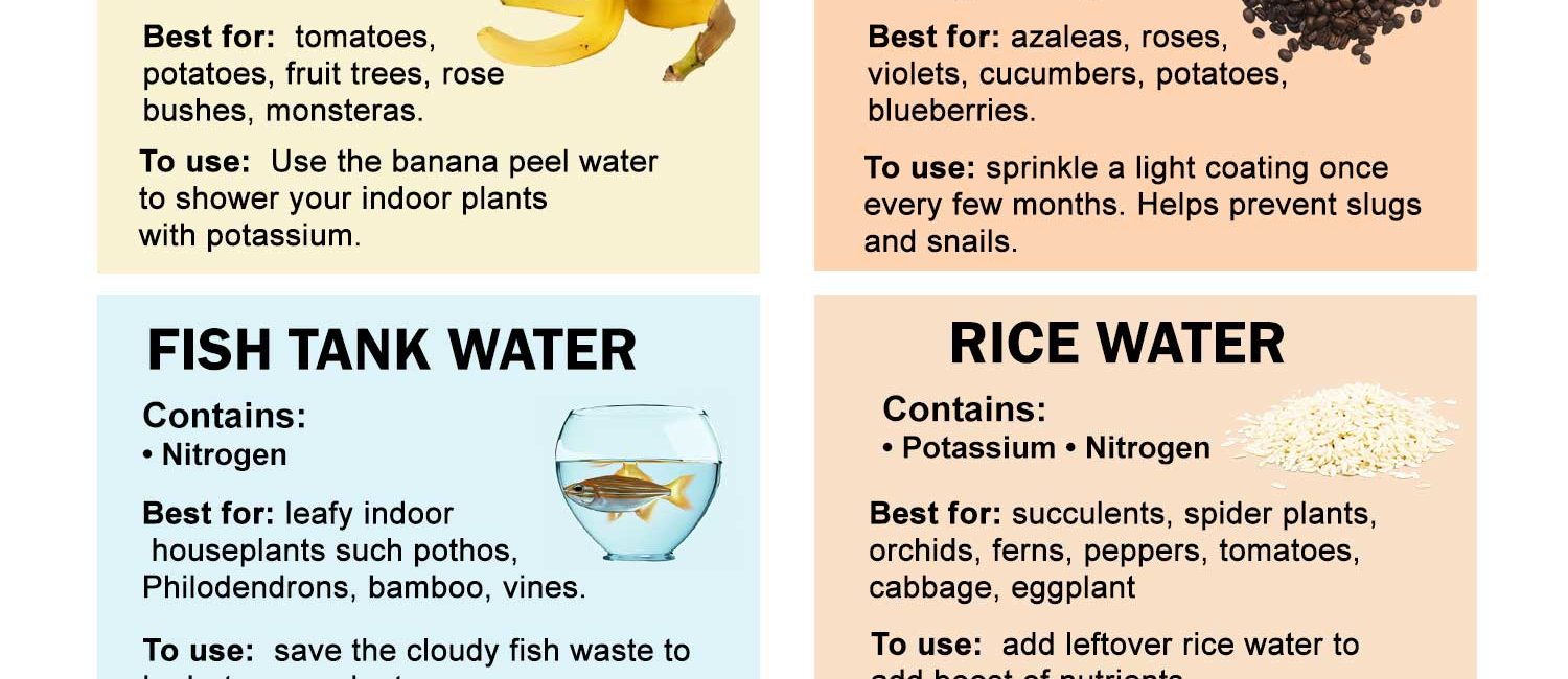 NATURAL PLANT FERTILIZERS with banana peel, rice water and other food scraps