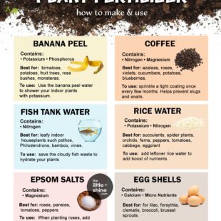 NATURAL PLANT FERTILIZERS with banana peel, rice water and other food scraps