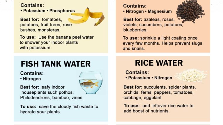 NATURAL PLANT FERTILIZERS with banana peel, rice water and other food scraps