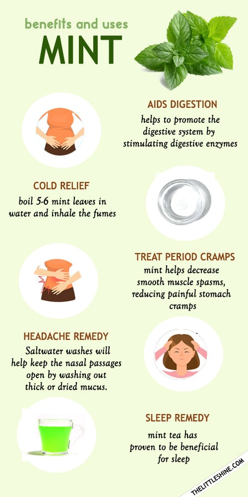 Mint Benefits and Uses