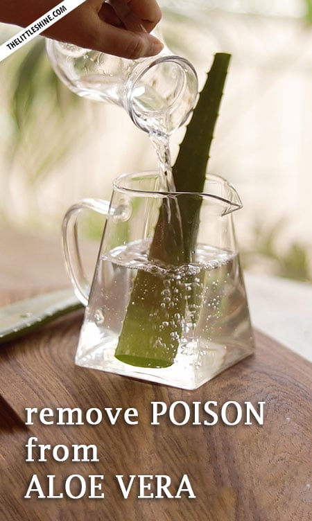 HOW TO PROPERLY CLEAN AND REMOVE POISON FROM ALOE VERA