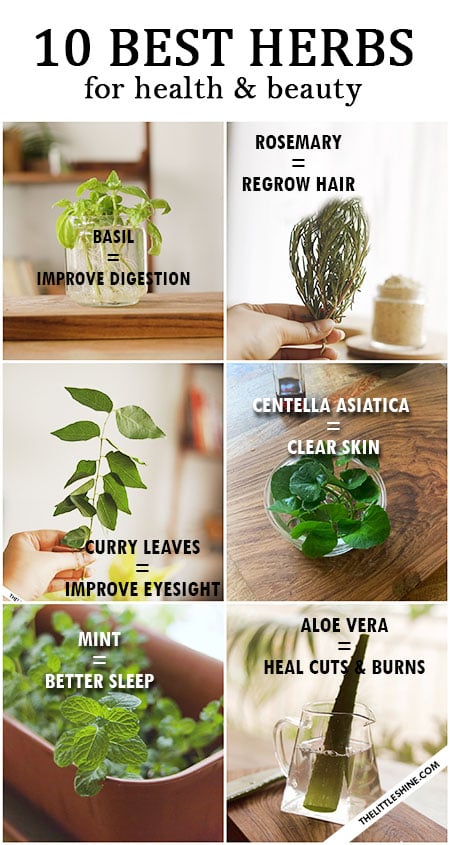 Top 10 Herbs for Health and Beauty - Benefits and Ways to Use