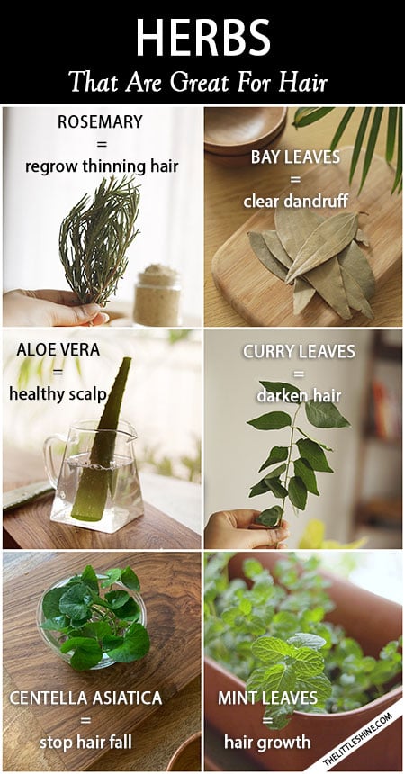 6 BEST HERBS TO TREAT HAIR PROBLEMS