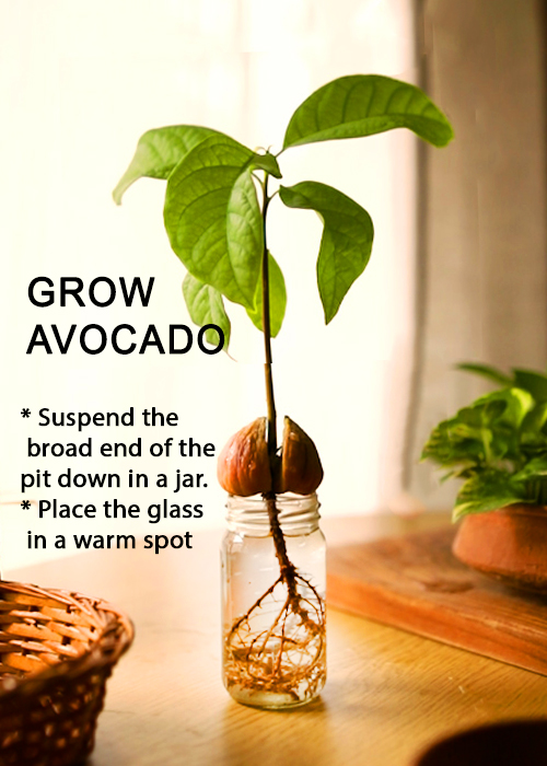 FOODS YOU CAN RE-GROW FROM SCRAPS - grow avocado