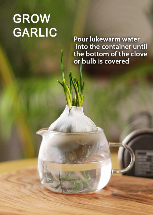FOODS YOU CAN RE-GROW FROM SCRAPS - grow garlic