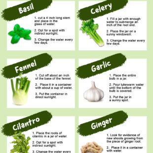 FOODS YOU CAN RE-GROW FROM SCRAPS