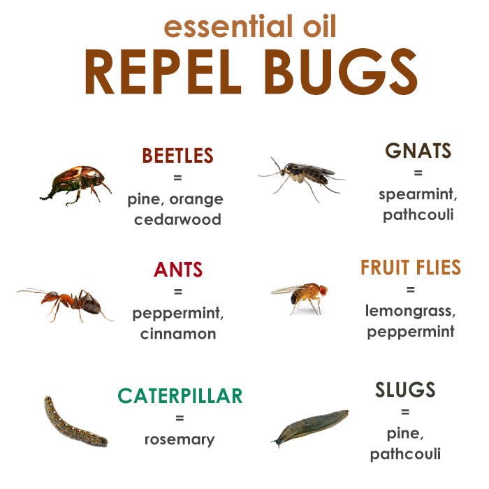 LIST OF TOP ESSENTIAL OILS TO GET RID OF BUGS