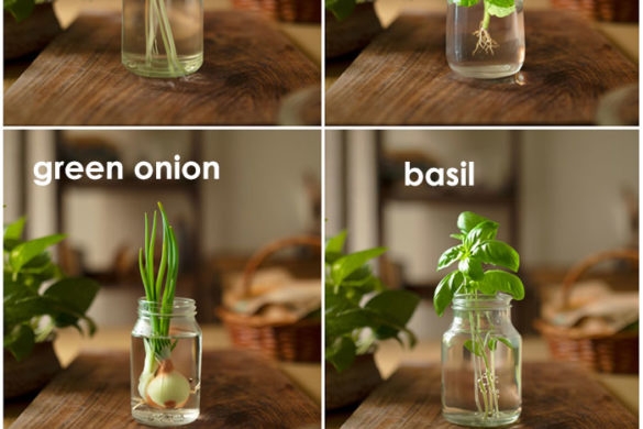 10 HERBS YOU CAN GROW IN WATER