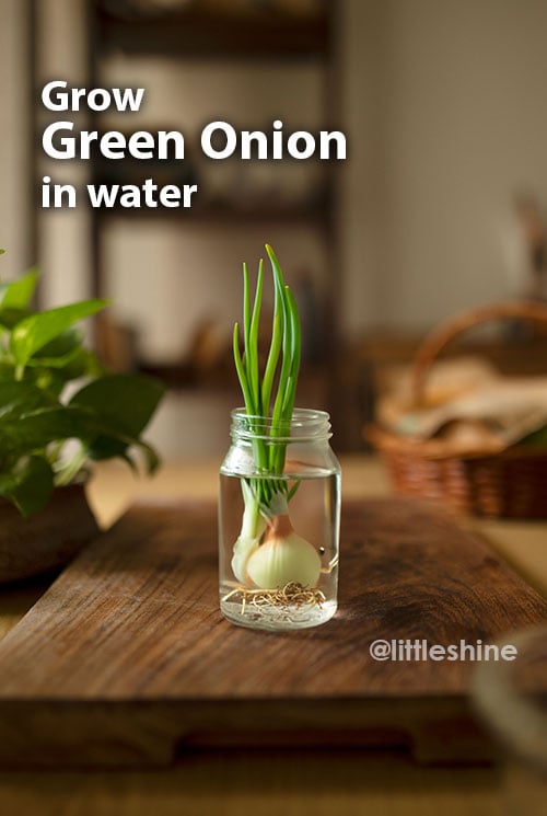 grow-green-onion