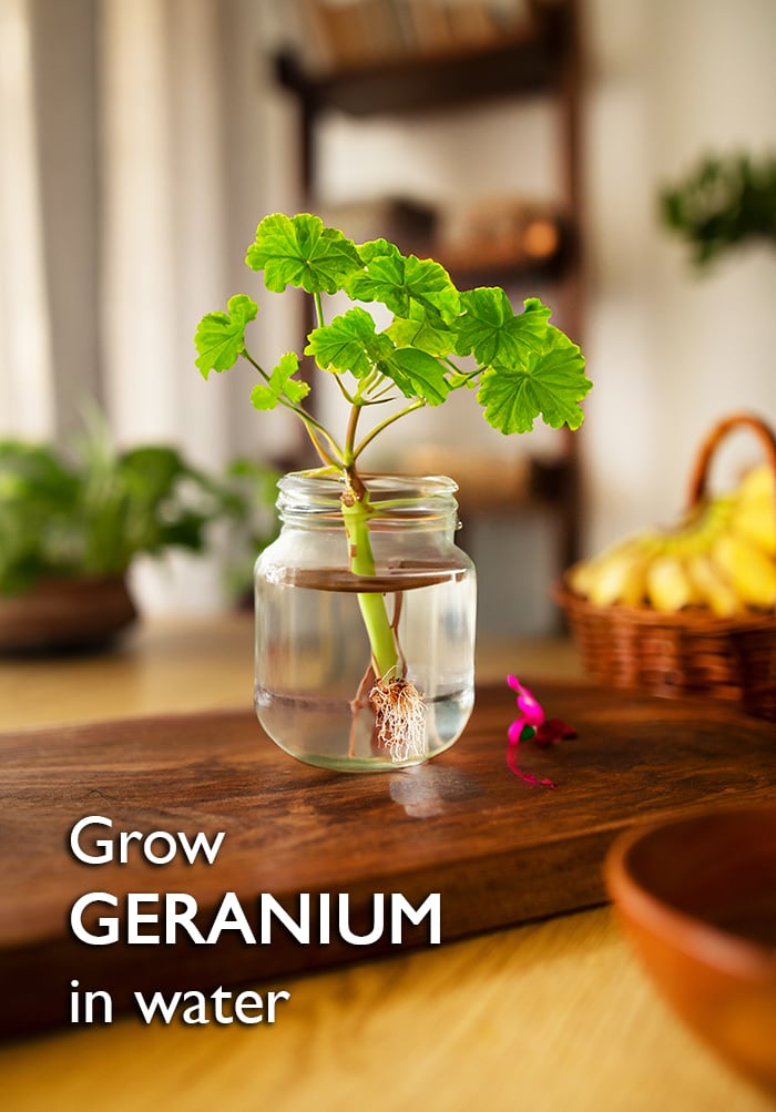 grow Geranium in water