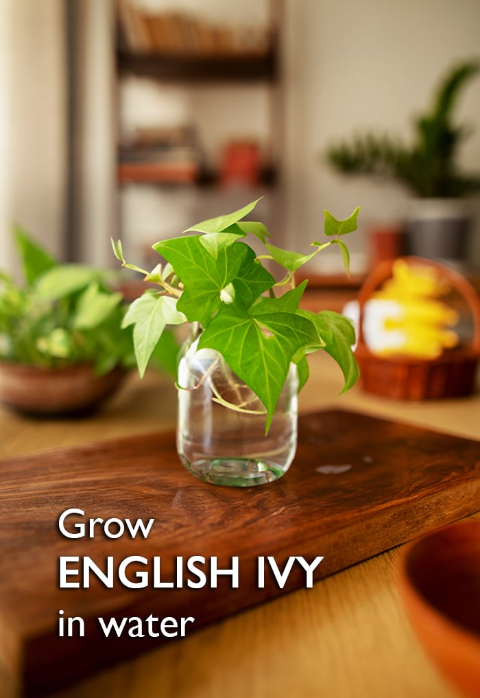 grow English Ivy