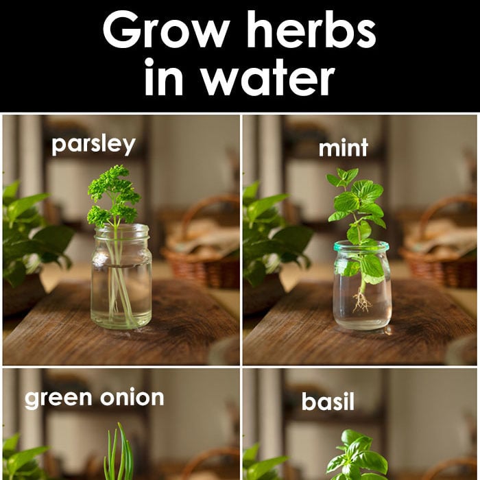 10 HERBS YOU CAN GROW IN WATER