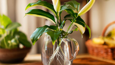 grow Peace Lily in water