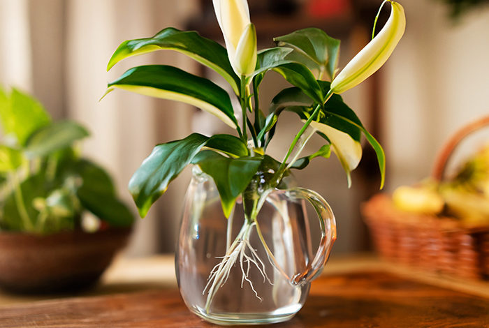 grow Peace Lily in water
