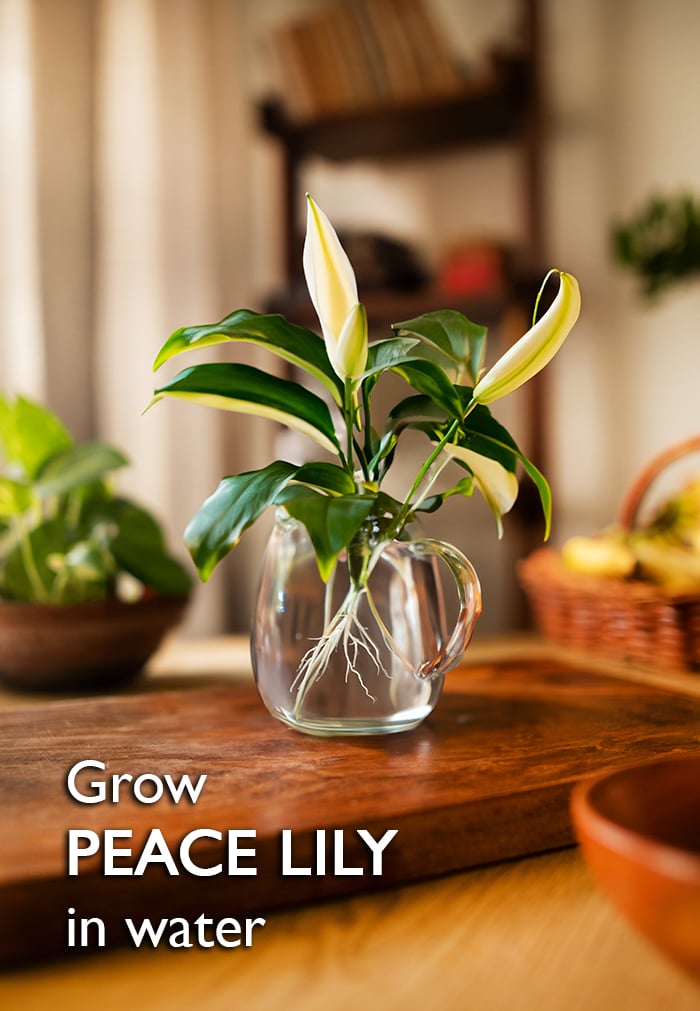 grow Peace Lily in water