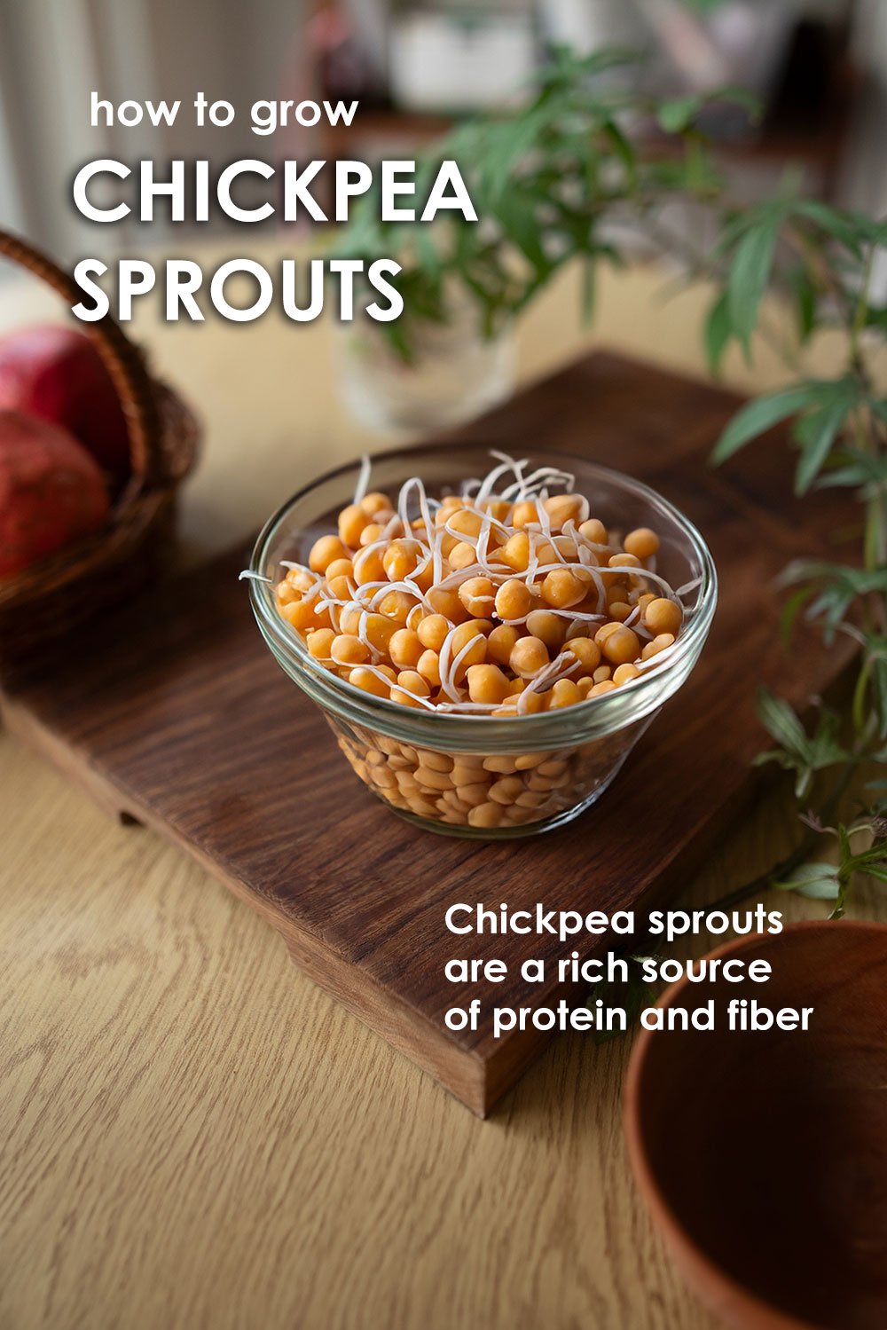 how to grow chickpea -sprouts 