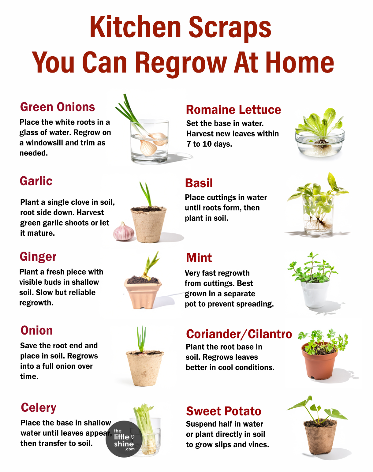 FOODS YOU CAN RE-GROW FROM SCRAPS