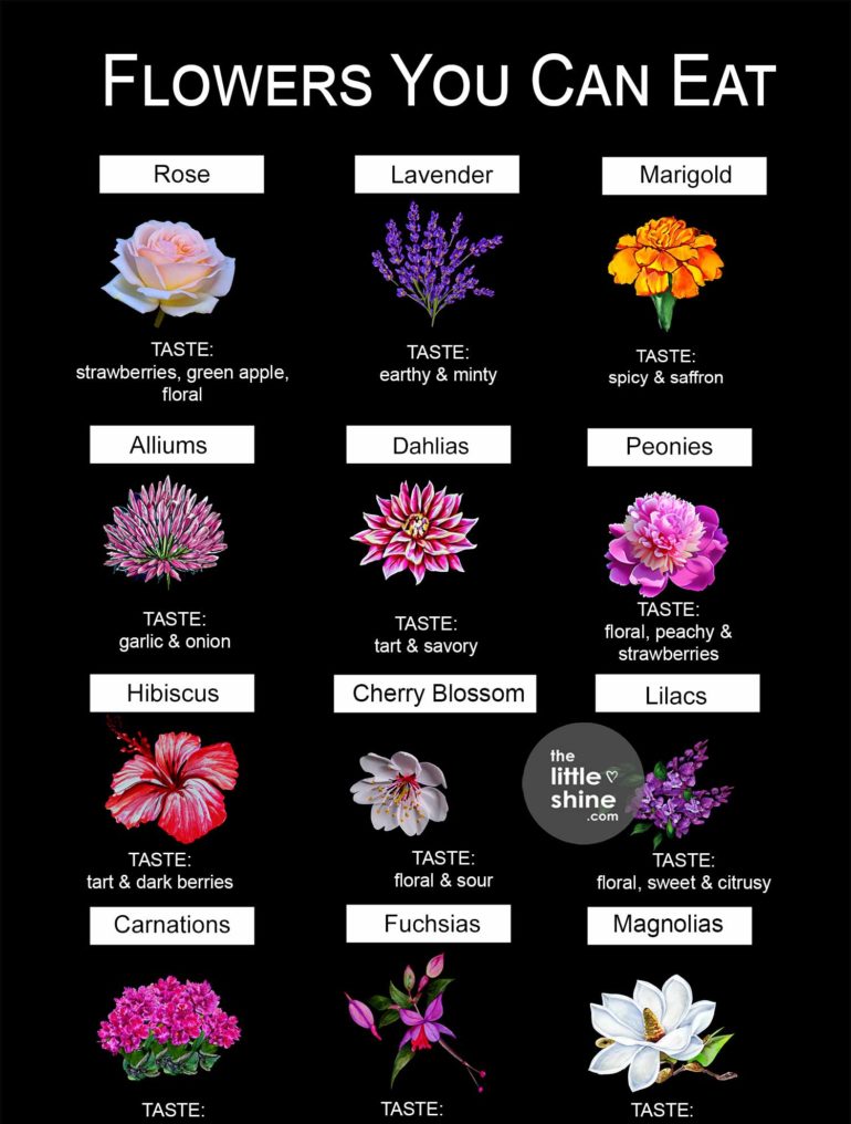 Types Of Edible Flowers - Flavor And Ways To Use Them - The Little Shine