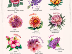 10 Types of Edible Flowers - Flavor and Ways to Use Them