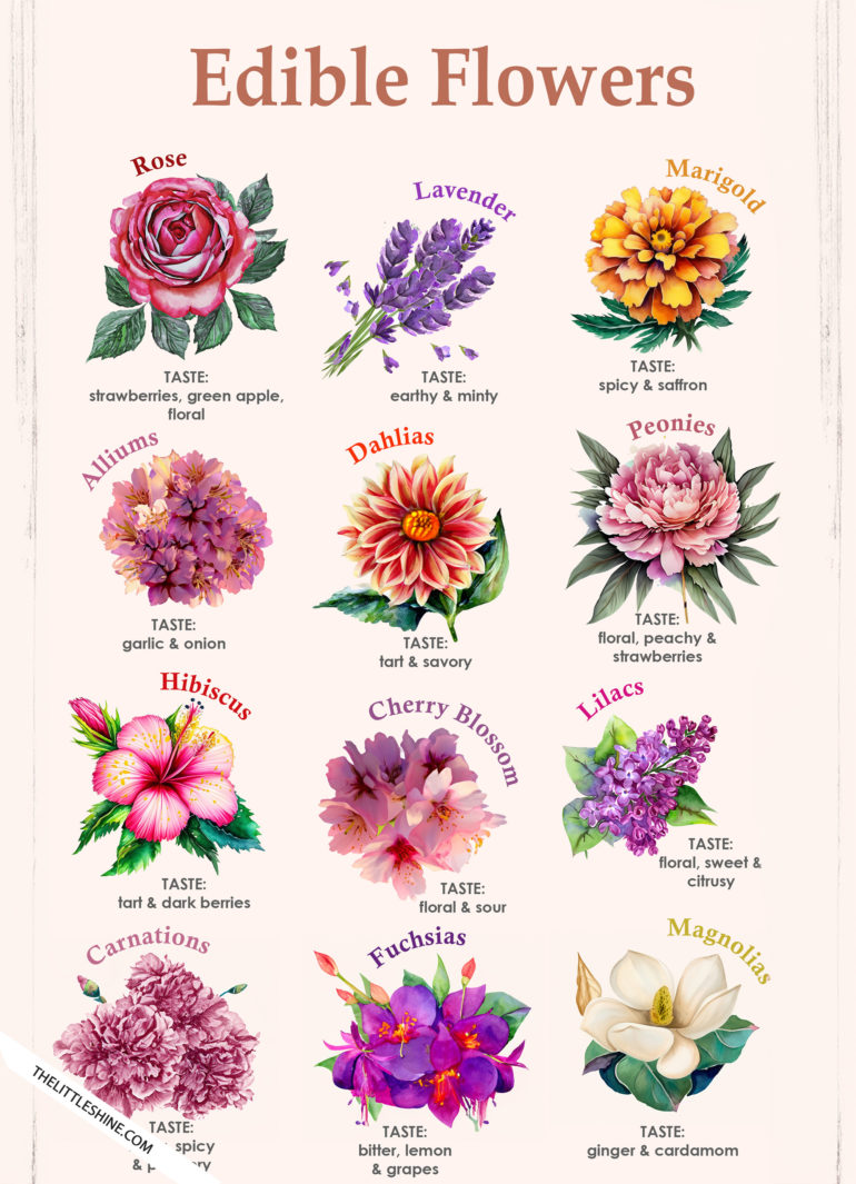 Types of Edible Flowers - Flavor and Ways to Use Them - The Little Shine