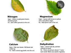Learn all types of plant deficiencies  and how to fix them