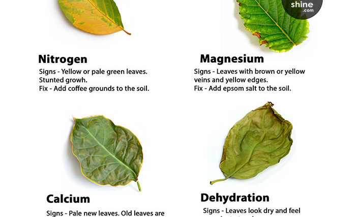 Learn all types of plant deficiencies  and how to fix them