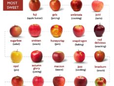 TYPES OF APPLES and USES