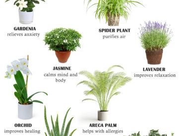 10 Healing Indoor Plants You Must Have At Home