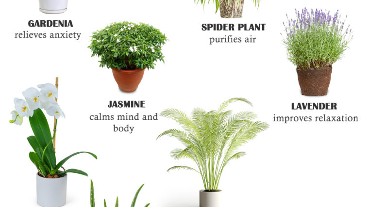 10 Healing Indoor Plants You Must Have At Home