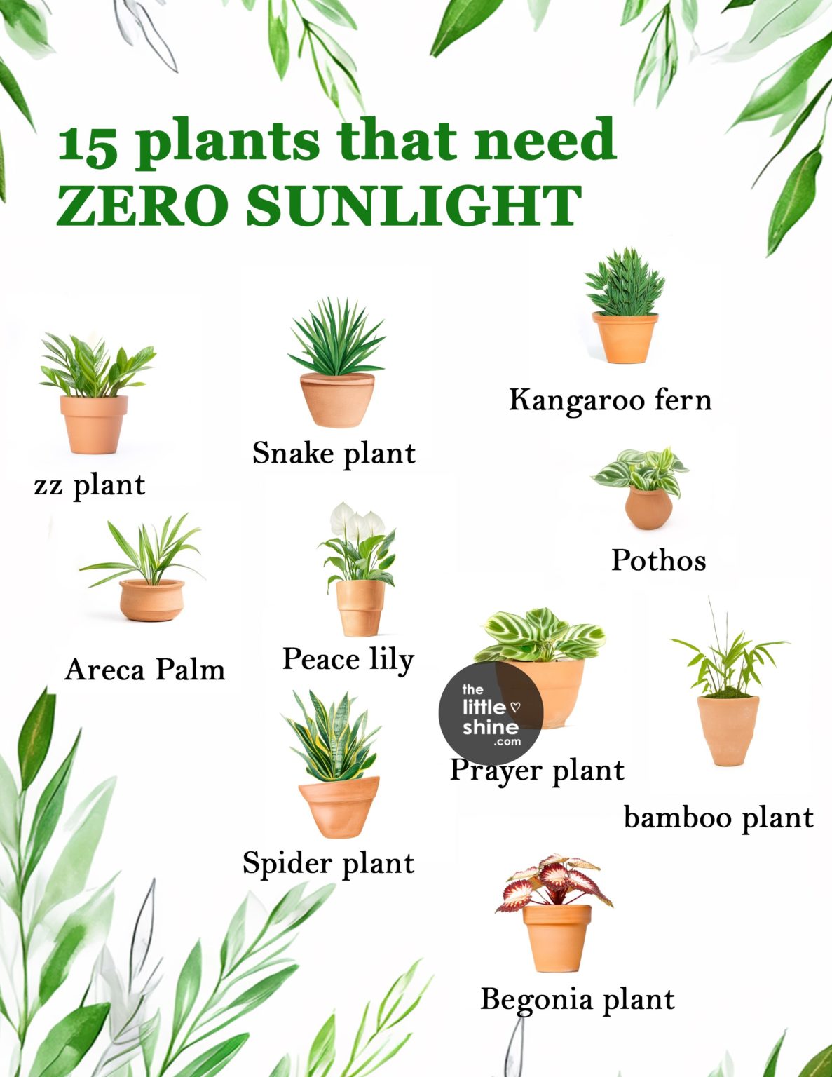 House Plants That Need Almost Zero Sunlight - The Little Shine