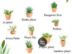 House Plants That Need Almost Zero Sunlight