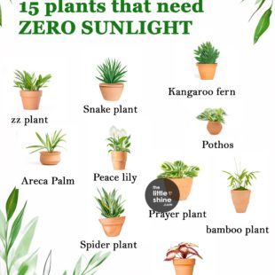 House Plants That Need Almost Zero Sunlight
