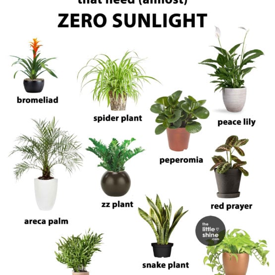 House Plants That Need Almost Zero Sunlight
