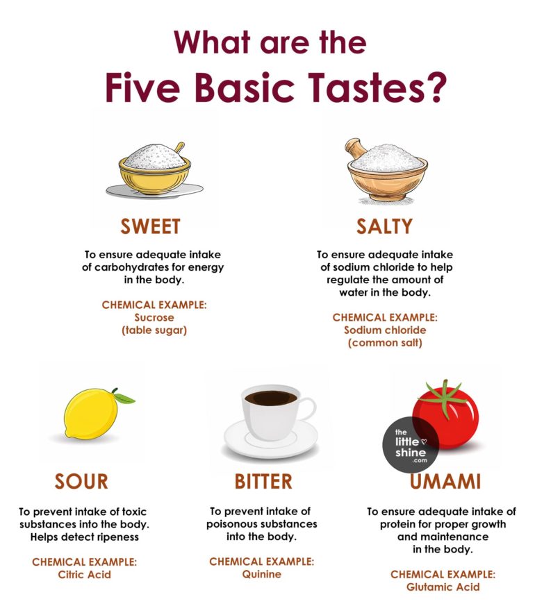 What Are The Five Basic Tastes? - The Little Shine