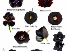 10 Types of Black Flowers