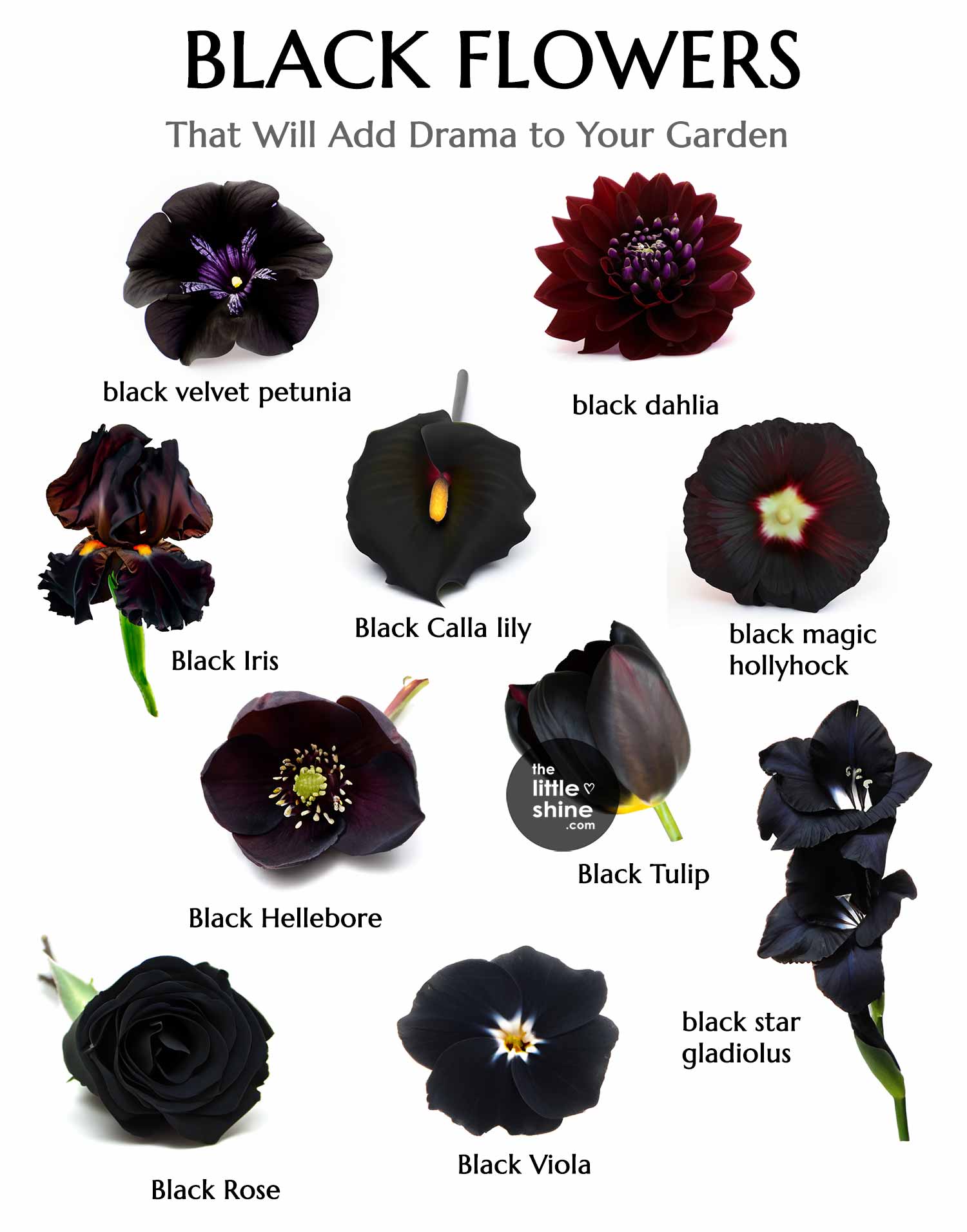 10 Types of Black Flowers