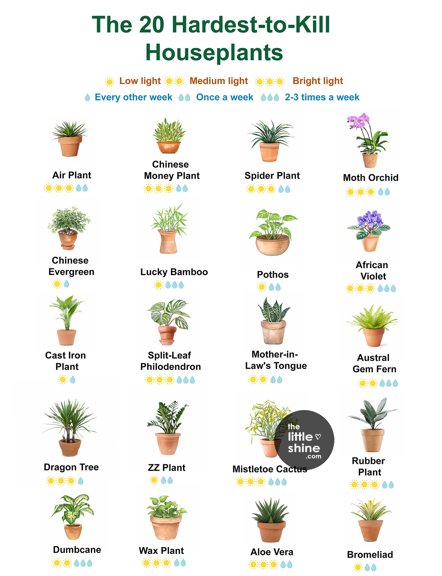 20 Houseplants That Are Hard to Kill